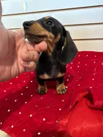 Stacy, a female Miniature Dachshund for sale in Dallas, TX – Photo 4 of 4