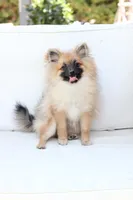 Piper , a female Pomeranian for sale in New Holland, PA – 1 of 10