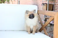Piper , a female Pomeranian for sale in New Holland, PA – 4 of 10