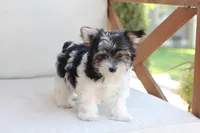 Cooper , a male Yorkshire Terrier for sale in New Holland, PA – 8 of 10