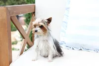 Willow , a female Yorkshire Terrier for sale in New Holland, PA – 4 of 6