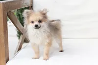 Jack , a male Pomeranian for sale in New Holland, PA – 4 of 10
