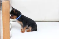 Maverick , a male Yorkshire Terrier for sale in New Holland, PA – 2 of 7