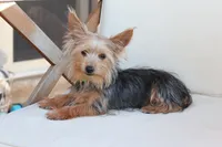 Milo, a male Yorkshire Terrier for sale in New Holland, PA – 5 of 6