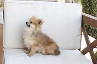 Jack , a male Pomeranian for sale in New Holland, PA – 7 of 7