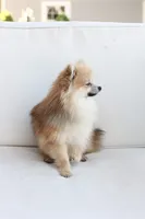 Jack , a male Pomeranian for sale in New Holland, PA – 3 of 7
