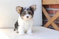 Charlie , a male Yorkshire Terrier for sale in New Holland, PA – 2 of 10