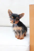 Maverick , a male Yorkshire Terrier for sale in New Holland, PA – 3 of 7