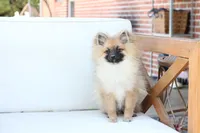Piper , a female Pomeranian for sale in New Holland, PA – 2 of 10