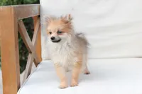 Jack , a male Pomeranian for sale in New Holland, PA – 6 of 10