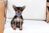 Maverick , a male Yorkshire Terrier for sale in New Holland, PA – 7 of 7