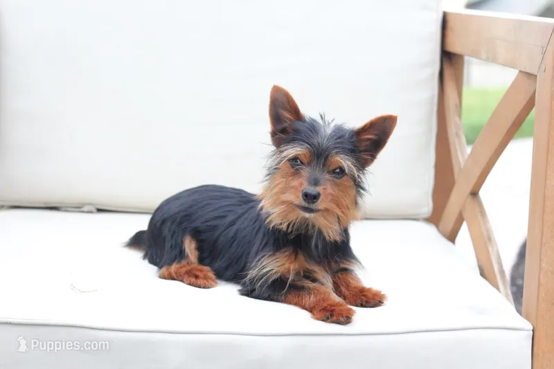 Maverick  – Yorkshire Terrier puppy for sale in New Holland, PA