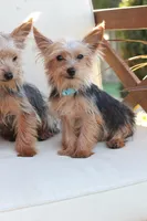 Benji , a male Yorkshire Terrier for sale in New Holland, PA – 4 of 4