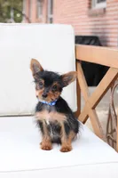 Maverick , a male Yorkshire Terrier for sale in New Holland, PA – 6 of 7