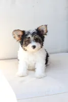 Charlie , a male Yorkshire Terrier for sale in New Holland, PA – 8 of 10