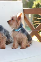 Benji , a male Yorkshire Terrier for sale in New Holland, PA – 2 of 4