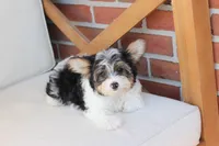 Charlie , a male Yorkshire Terrier for sale in New Holland, PA – 6 of 10
