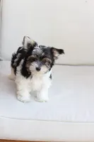 Cooper , a male Yorkshire Terrier for sale in New Holland, PA – 10 of 10
