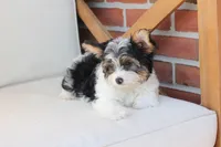 Charlie , a male Yorkshire Terrier for sale in New Holland, PA – 9 of 10