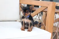 Maverick , a male Yorkshire Terrier for sale in New Holland, PA – 5 of 7