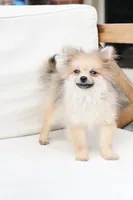 Jack , a male Pomeranian for sale in New Holland, PA – 3 of 10