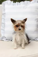 Willow , a female Yorkshire Terrier for sale in New Holland, PA – 3 of 6