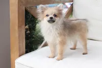 Jack , a male Pomeranian for sale in New Holland, PA – 10 of 10