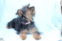 processed/a8eac886-ad3b-4fea-a514-fa6711a82f36/listing/45513f46-c520-4003-902b-7990550dfc2c/62fe8b73-e68d-4840-9302-5b13d7fee9bb