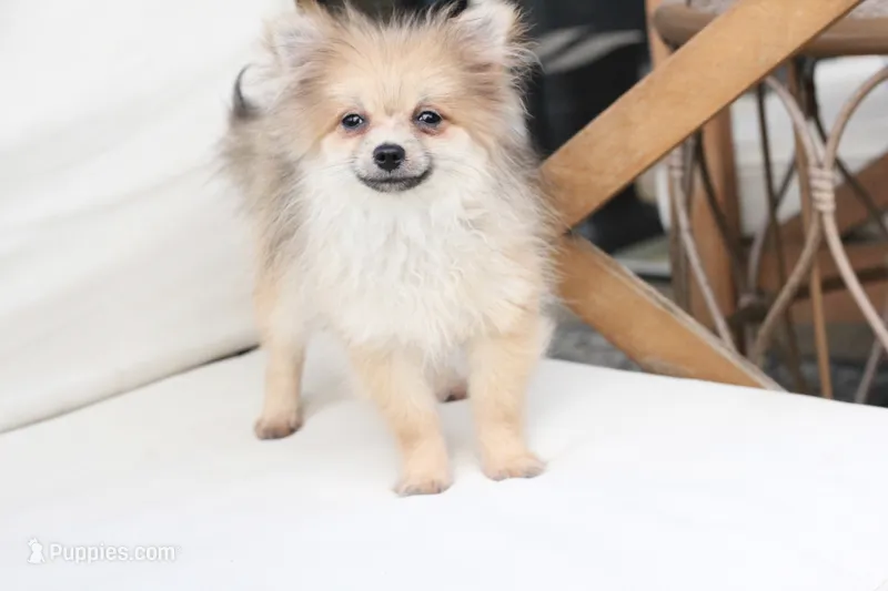 Jack  – Pomeranian puppy for sale in New Holland, PA