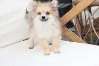 Jack , a male Pomeranian for sale in New Holland, PA – 1 of 10