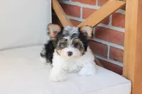 Charlie , a male Yorkshire Terrier for sale in New Holland, PA – 4 of 10