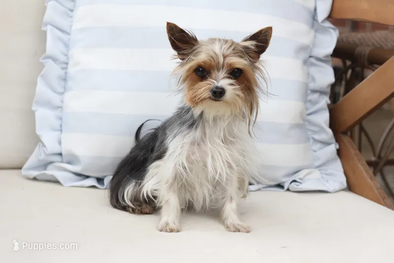 Willow  – Yorkshire Terrier puppy for sale in New Holland, PA