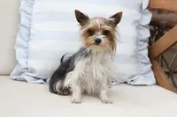 Willow , a female Yorkshire Terrier for sale in New Holland, PA – 1 of 6