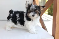 Cooper , a male Yorkshire Terrier for sale in New Holland, PA – 7 of 10