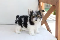 Cooper , a male Yorkshire Terrier for sale in New Holland, PA – 3 of 10