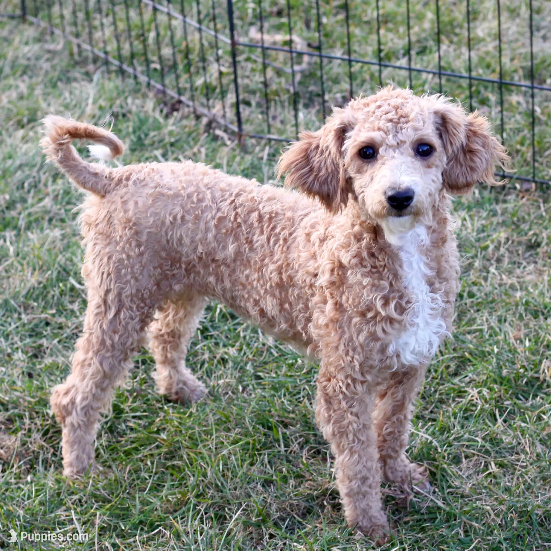 Hazel , a female Bichpoo for sale in New Holland, PA – Photo 3 of 3