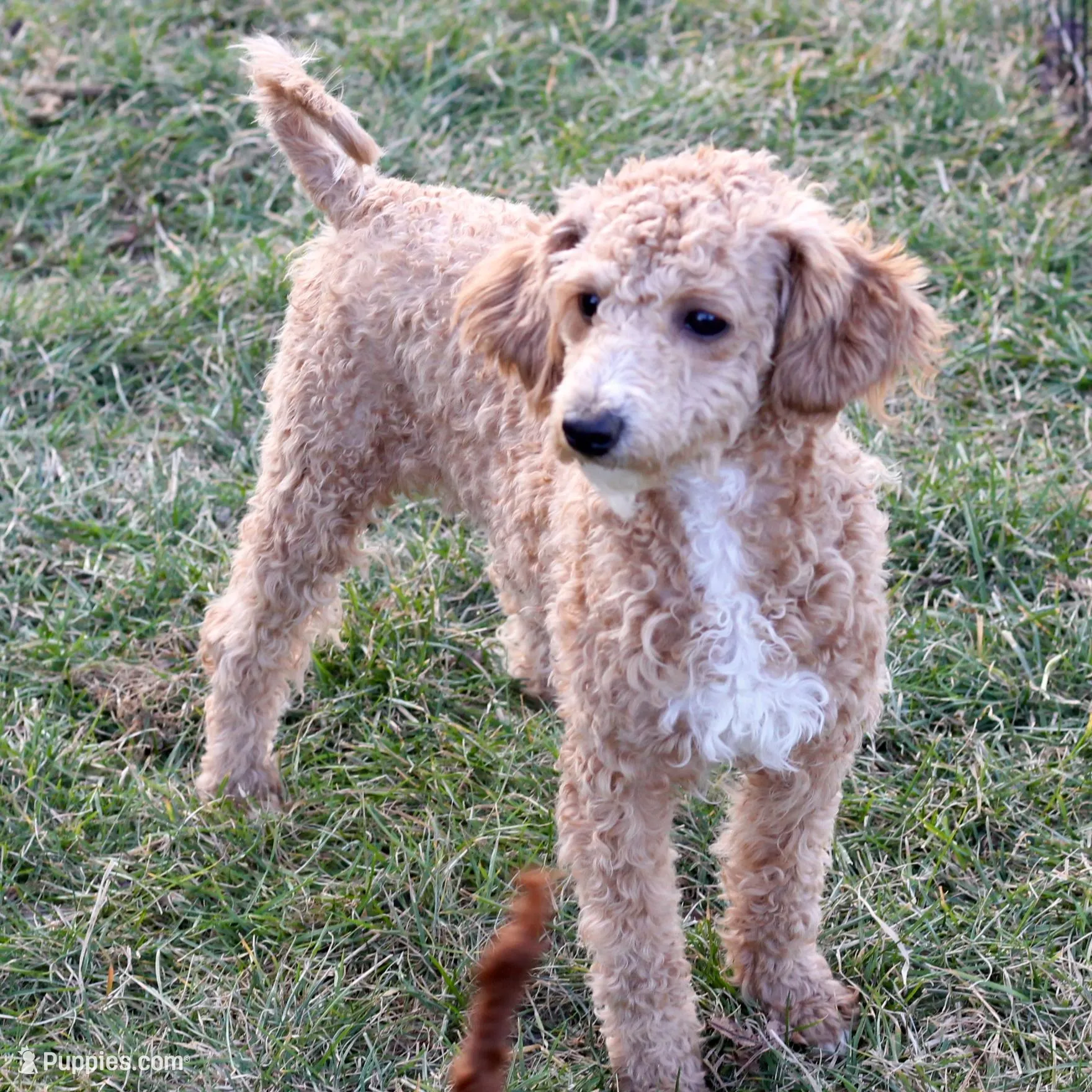 Hazel  – Bichpoo puppy for sale in New Holland, PA