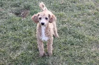 Hazel , a female Bichpoo for sale in New Holland, PA – Photo 2 of 3