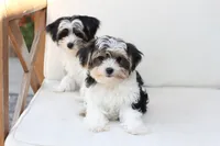 Teddy , a male Yorkshire Terrier for sale in New Holland, PA – 4 of 9