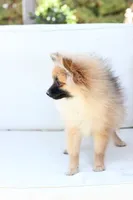 Piper , a female Pomeranian for sale in New Holland, PA – 6 of 10