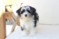 Maverick , a male Yorkshire Terrier for sale in New Holland, PA – 7 of 8