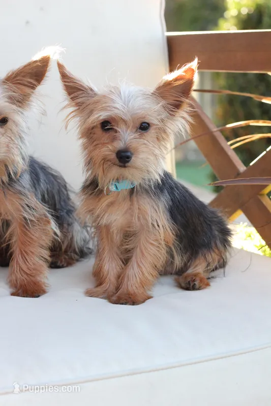 Benji , a male Yorkshire Terrier for sale in New Holland, PA – 1 of 4