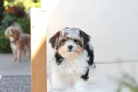Teddy , a male Yorkshire Terrier for sale in New Holland, PA – 2 of 9