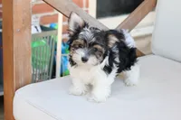 Cooper , a male Yorkshire Terrier for sale in New Holland, PA – 1 of 10