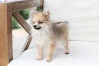 Jack , a male Pomeranian for sale in New Holland, PA – 7 of 10
