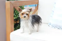 Willow , a female Yorkshire Terrier for sale in New Holland, PA – 6 of 6