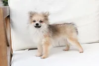 Jack , a male Pomeranian for sale in New Holland, PA – 5 of 10