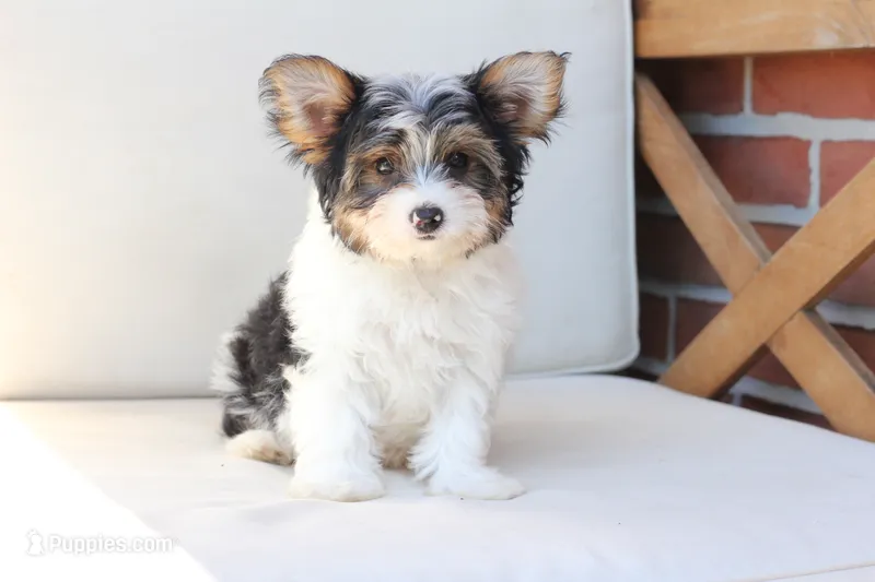 Charlie , a male Yorkshire Terrier for sale in New Holland, PA – 1 of 10