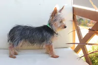 Milo, a male Yorkshire Terrier for sale in New Holland, PA – 2 of 6