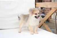Jack , a male Pomeranian for sale in New Holland, PA – 8 of 10